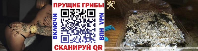 Купить где  Шацк  Галлюциногенные грибы GOLDEN TEACHER 